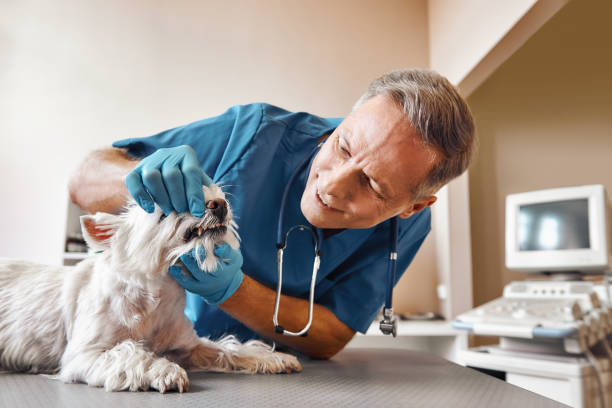 Best Mobile Emergency Dentist in Fairmont, NC